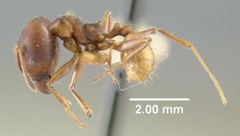 Media type: image;   Entomology 20679 Aspect: habitus lateral view
